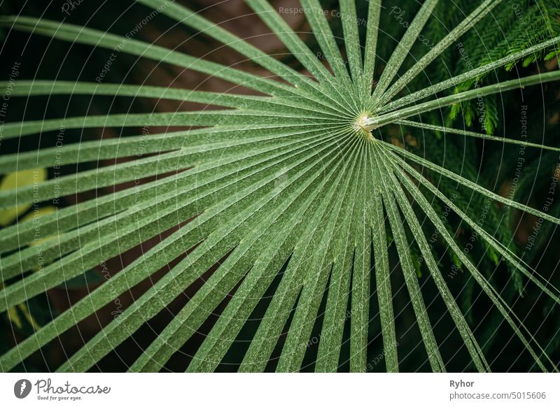 Grüne Blätter von Chamaerops Humilis im Botanischen Garten Pflanze Flora Struktur im Freien botanisch Nordafrika schließen Laubwerk Blume frisch Park Blatt