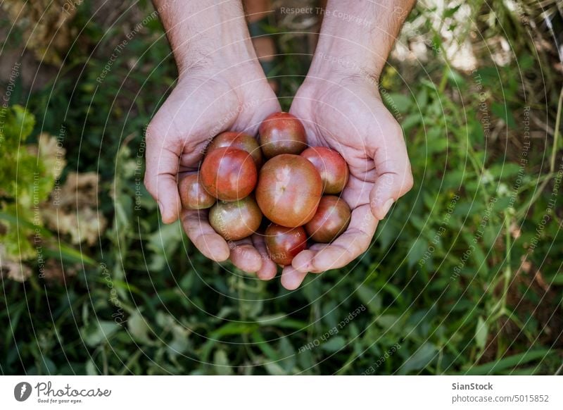 Mann mit frischen Tomaten, aus biologischer Landwirtschaft. Ernten Gemüse Pflanze Hände organisch Top oben Vegetarier Ackerbau Gartenarbeit Gesundheit reif rot