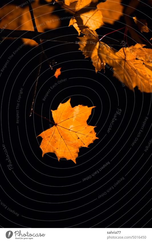 goldener Oktober Herbst Blätter leuchten Nacht Herbstfärbung Platanenblatt Blatt herbstlich Herbststimmung Laubwerk Herbstfarben gelb Vergänglichkeit Farbfoto