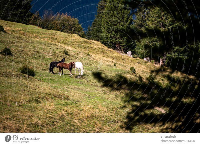 Pferde auf Weide in den CH Alpen pferde weide alpen wiese Natur Sommer Landschaft Tier Nutztier Fressen landwirtschaft schweiz suisse Graubünden graubuenden