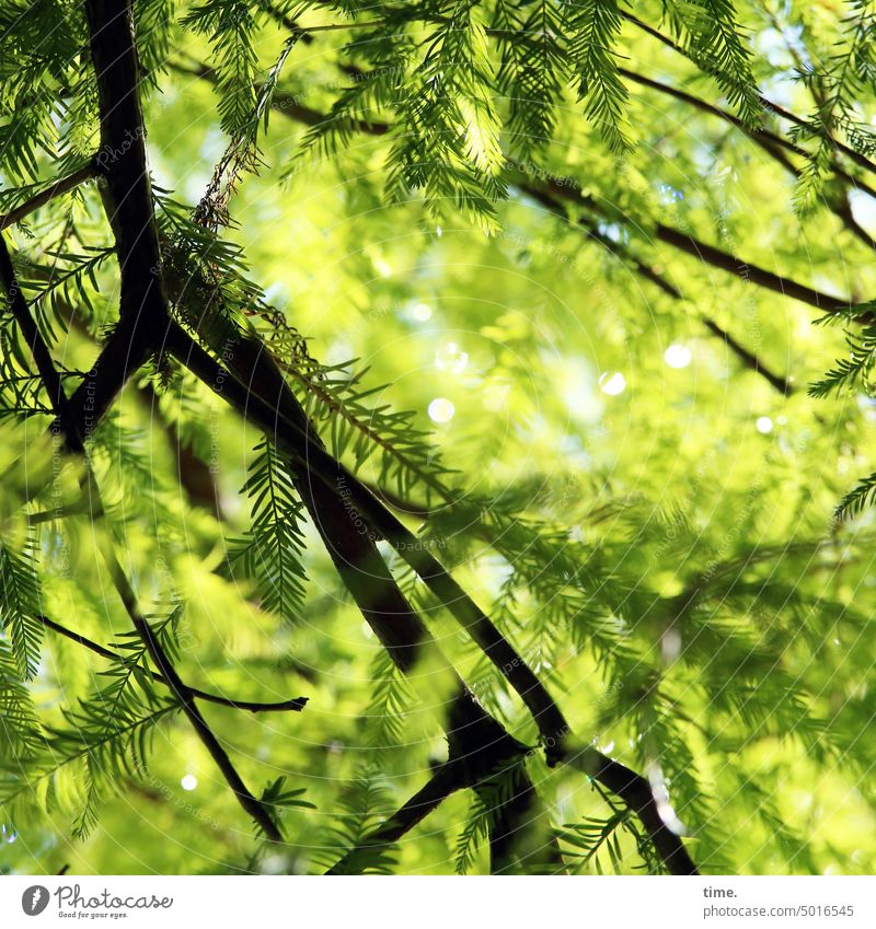 NordARTer | Sonnenschutz Ast Baum Nadelholz Nadelbaum Gegenlicht grün Grünpflanze Zweige Umwelt Wachstum Flora Silhouette Pflanze Natur