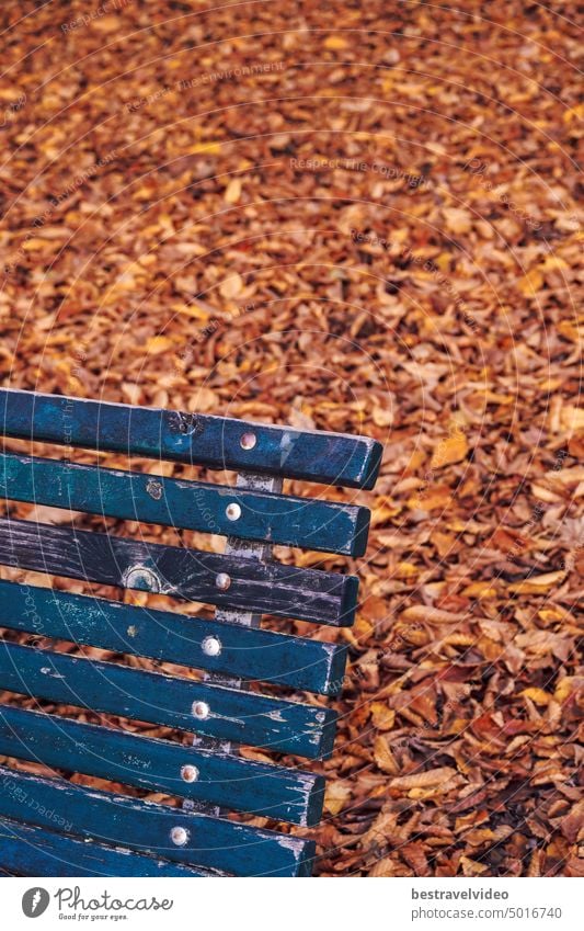 Leere Holzbank in einem Park vor gefallenen Blättern. Leere Parkbank Parkbankblätter öffentlicher Sitzbereich unscharfes Herbstlaub gelb orange grün niemand