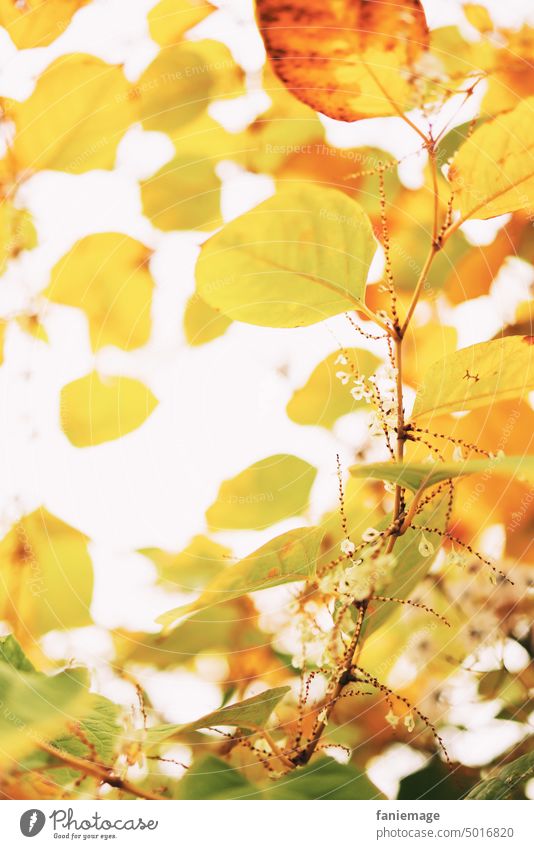 gelbes Laubdach mit Blüten laub herbst herbstlich laubbaum Blätter Herbstlaub Natur natürlich Blätterdach