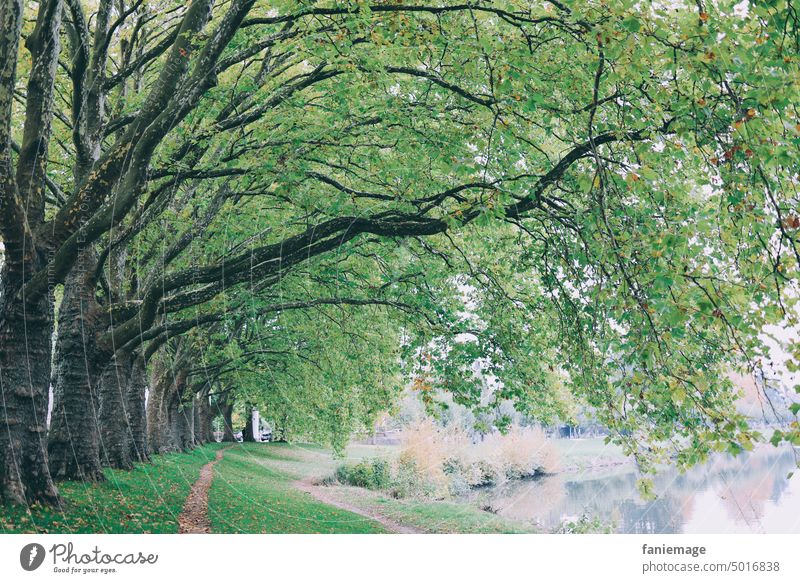 an der Saar spaziergang Natur Luft schnappen grüne Longe Saarbrücken saar Fluss Bäume Allee Trampelpfad Pfad Weg Wiese Ufer flussufer Staden