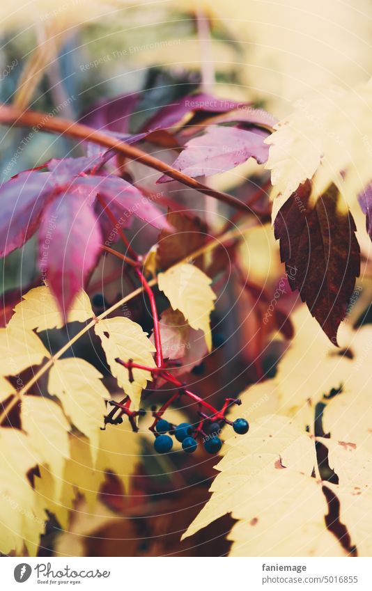 Herbstlaub gelb- bordeauxrot herbst herbstlich bordeaurot Farbschattierung beeren Natur Zweige äste Makro Blätter gefärbte Blätter Indian Summer