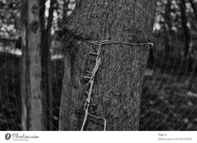 Stacheldraht um einen Baum bnw Schwarzweißfoto Außenaufnahme s/w Tag Menschenleer Potsdam Draht