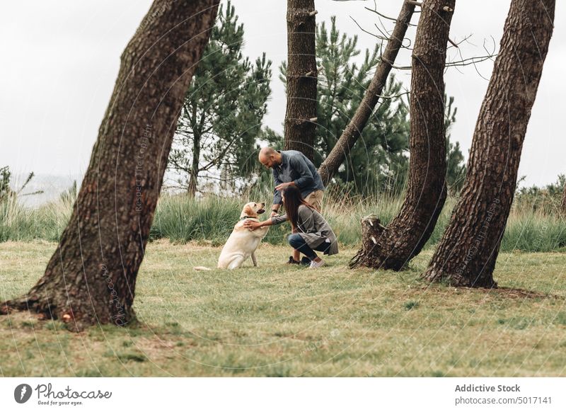 Mann und Frau spielen mit Hund im Park kleben springen Spiel spielerisch Spaß Glück Haustier Natur grün Tier Labrador heimisch Retriever freudig Zusammensein