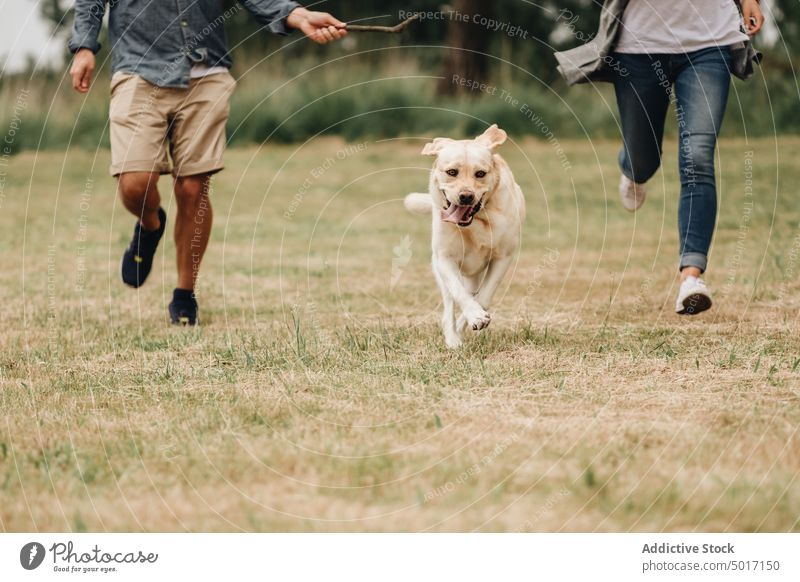 Anonymer Mann und Frau spielen mit Hund im Freien kleben springen Spiel spielerisch Park Spaß Glück Haustier Natur grün Tier Labrador heimisch Retriever freudig