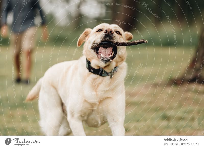 Lustiger Hund ??läuft mit Stock zwischen den Zähnen kleben spielen Park Haustier Spaß Glück Natur grün Tier Spielen Labrador Retriever freudig Zusammensein