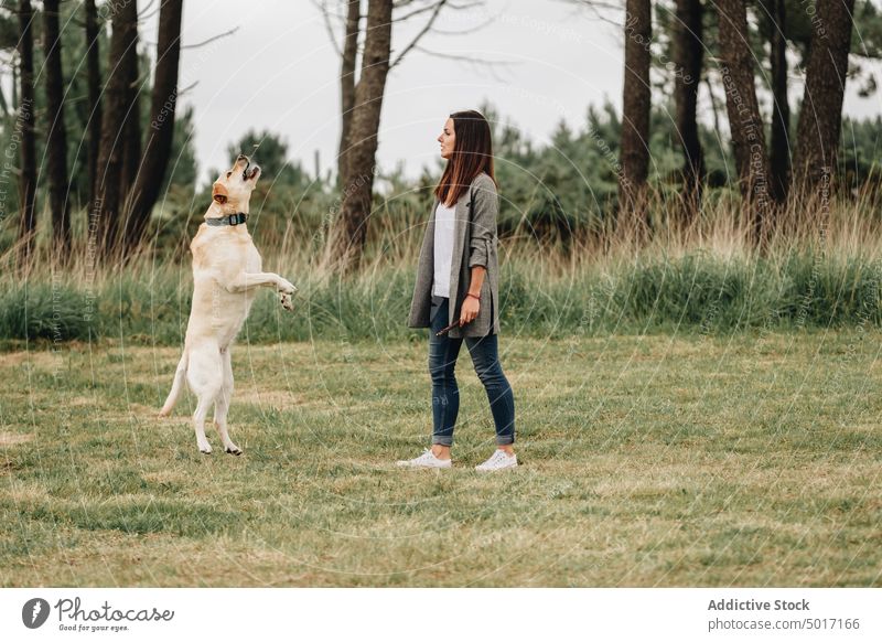 Frau hält Stock und spielt mit springendem Hund Leckerbissen kleben Spiel spielerisch Park Spaß Glück Haustier Natur grün Tier Labrador heimisch Retriever