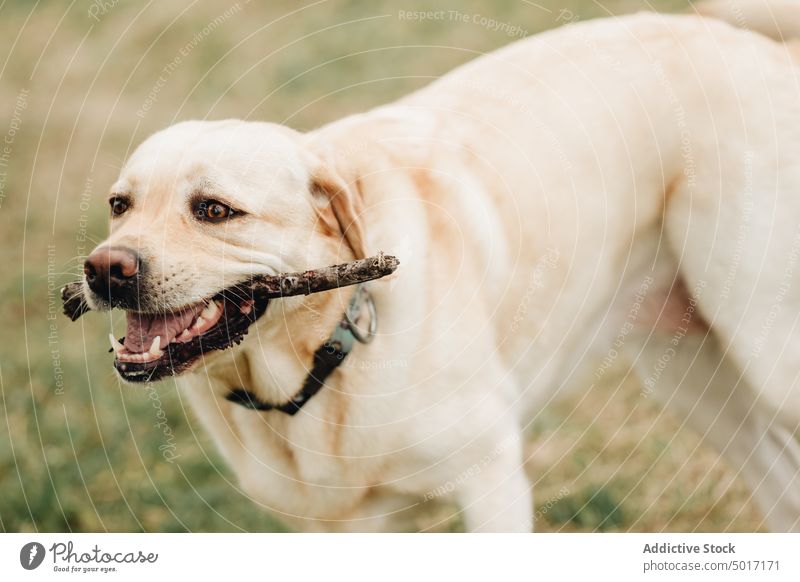 Schöner Hund mit Stock im Gebiss kleben spielen Park Haustier Spaß Glück Natur grün Tier Spielen Labrador Retriever freudig Freude schön bezaubernd niedlich
