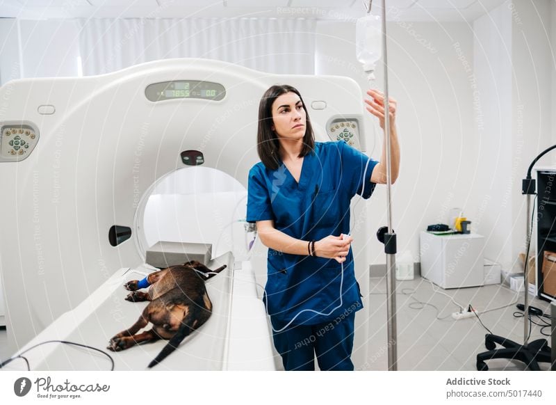 Tierärztin beim Einstellen eines Tropfenzählers für einen operierten Hund in einem Krankenhaus Veterinär ohnmächtig Abwurfzähler Reagenz Therapie Eckzahn Klinik