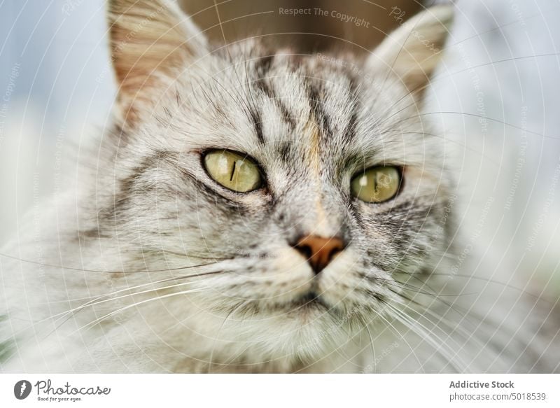 Niedliche getigerte Katze schaut weg Tabby Maul Kätzchen grau Fussel niedlich heimisch Tier Haustier heimwärts Fell katzenhaft Säugetier Schnurrhaar bezaubernd