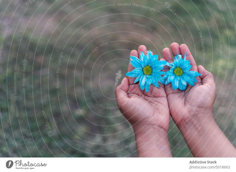 Crop ethnische Frau mit blauen Gänseblümchen in den Händen Blume Blütenknospen geblümt Farbe Angebot Sommer Wiese Natur Feld Blütezeit sanft Harmonie hell
