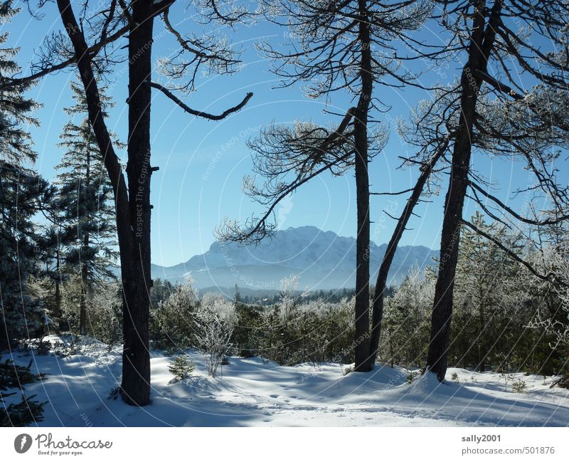Winterzeit Natur Landschaft Wolkenloser Himmel Schönes Wetter Eis Frost Schnee Baum Wald Alpen Berge u. Gebirge Karwendelgebirge Schneebedeckte Gipfel Ferne