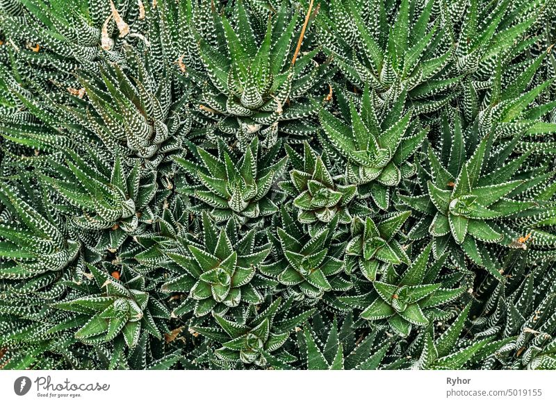 Nahaufnahme von Haworthiopsis Fasciata im Botanischen Garten Grün Makro Farbe grün frisch abschließen Blätter natürlich Hintergrund Sukkulente