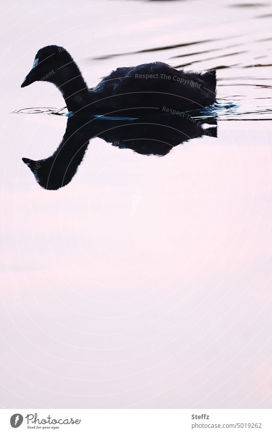 Küken Wasservogel Jungvogel See idyllisch Spiegelung friedlich Stille Naturstille Sumpfhuhn Porzana ruhiger See Teich Tagesende Ruhe Dämmerlicht