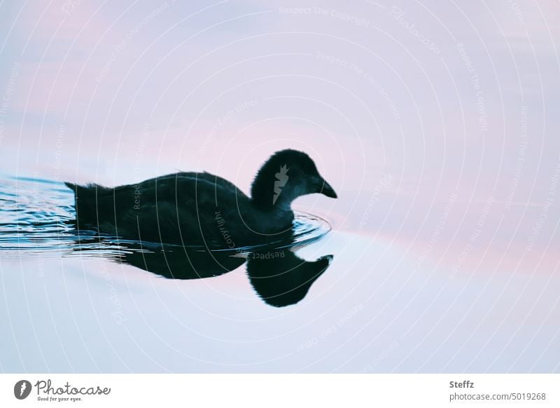 Wasservogel an einem ruhigen See friedlich Küken Sumpfhuhn Jungvogel Porzana Ruhe Licht am See ruhiger See Spiegelung Silhouette Himmelspiegelung Stille Idylle