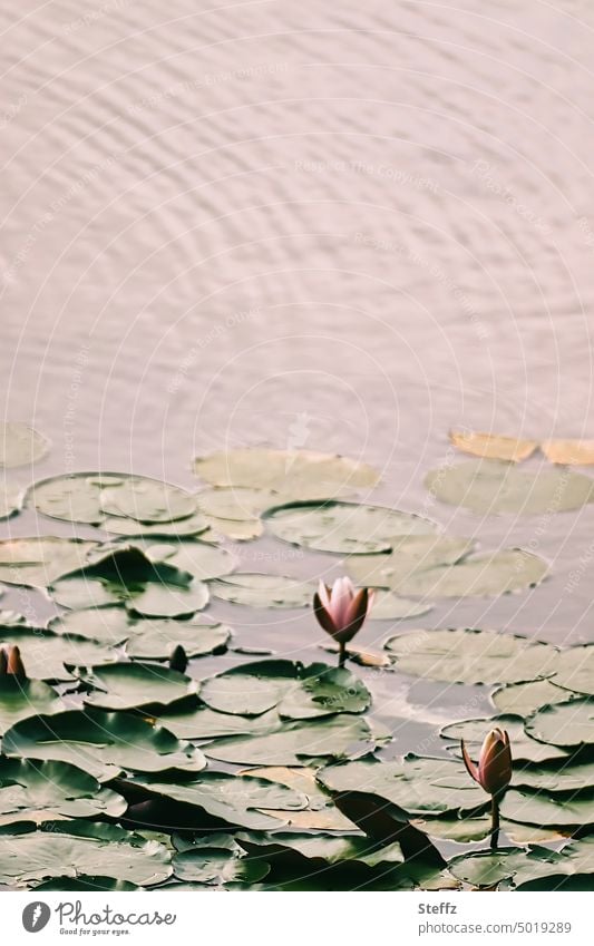 Seerosen im Nachmittagslicht Wasserpflanzen Seerosenblätter Seerosenteich impressionistisch Ruhe Stille Teich ruhig wellig romantisch Romantik atmosphärisch