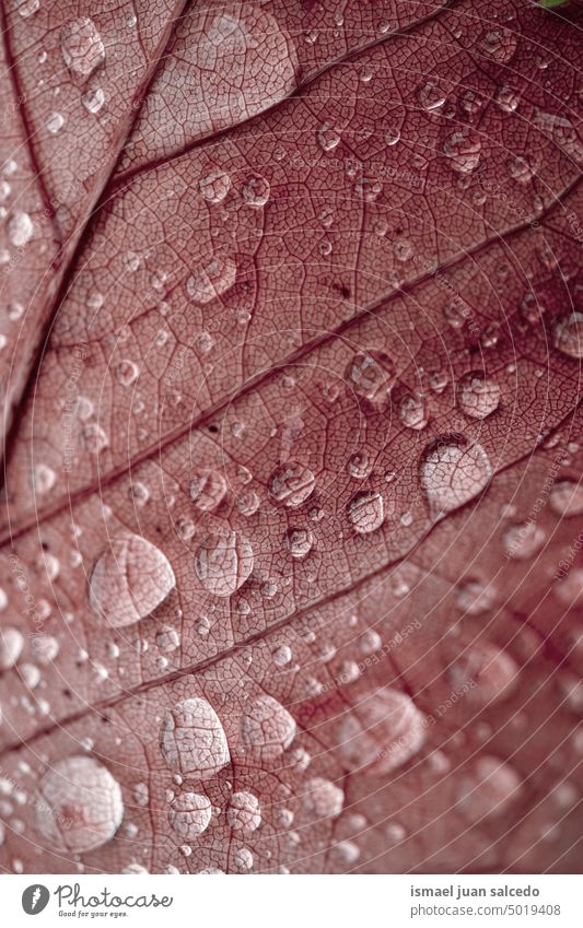 Tropfen auf dem roten Ahornblatt in der Herbstzeit Blatt rotes Blatt Linien Venen Blattrippen Natur natürlich Hintergründe roter Hintergrund Regentropfen