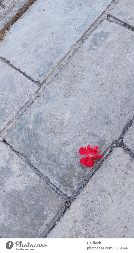 Kontrast - rote Blüte auf grauem Beton grauer hintergrund Betonboden Kontraste geometrisch Zen Ruhe meditativ Freiraum oben harmonische farben harmonierend