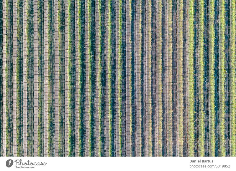 Hagelnetz über Apfelbäumen aus der Luft - Hintergrund landwirtschaftlich Bauernhof Ackerbau Anti-Hagel Apfelgarten Kunst Farbe bunt Landschaft Bodenbearbeitung