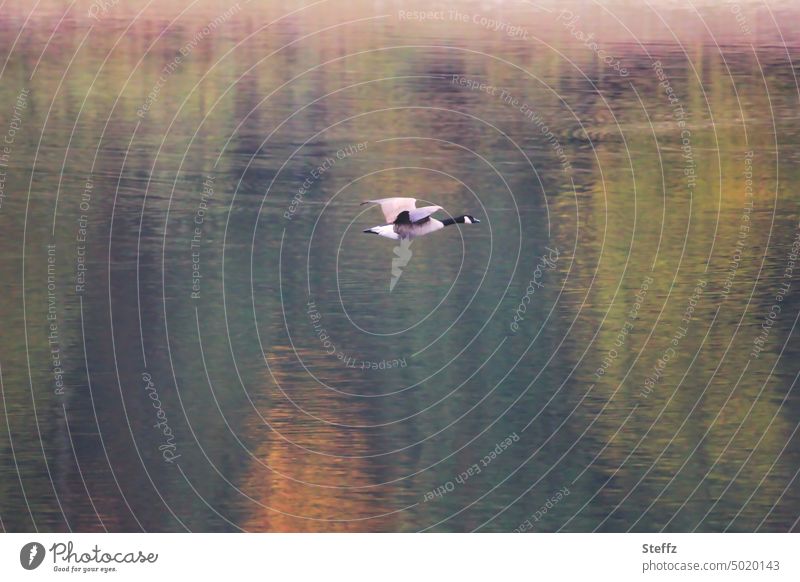 eine Kanadagans fliegt über den See Wildgans Gans Gänseflug Wildvogel Vogel Standvogel fliegen Wasservogel Zugvogel Vogelflug Sauerland Flug Freiheit frei