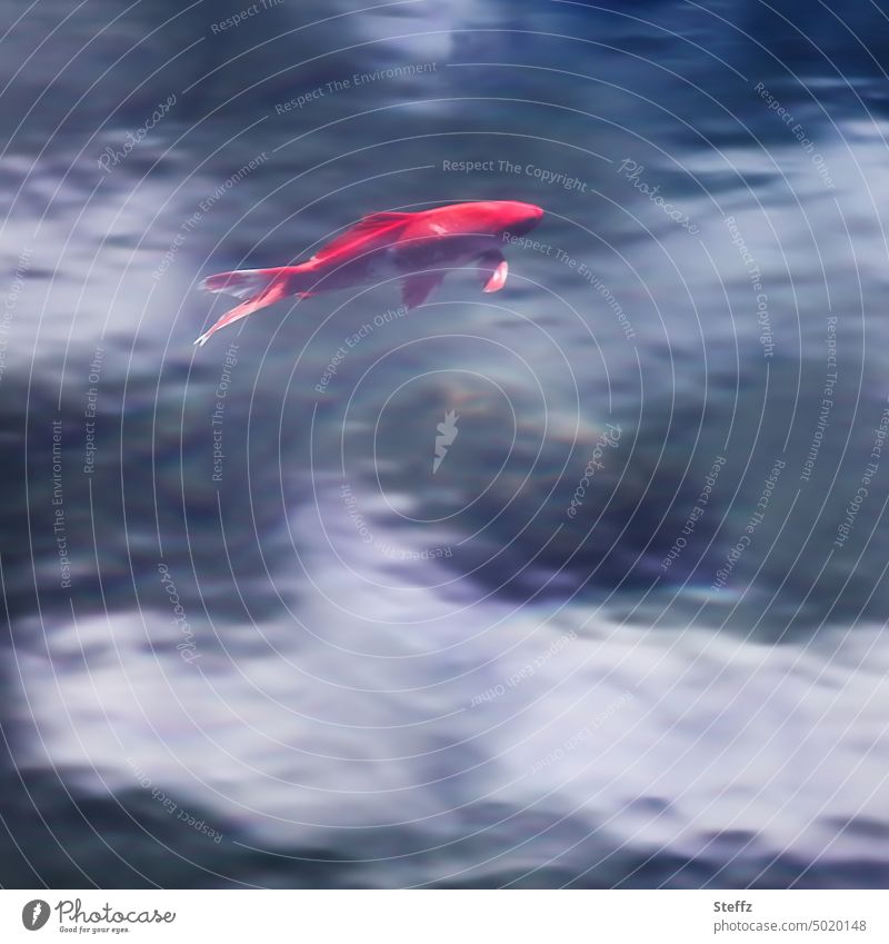 am Himmel |  schwimmt ein roter Karpfen | Wolken im Teich Fisch Koi Koikarpfen Fischteich Koiteich Teichfisch Zierkarpfen Nishikigoi Koi-Karpfen poetisch Haiku