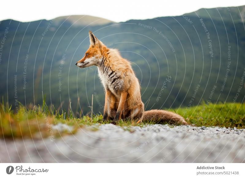 Fuchs sitzt im Gras in der Nähe der Berge Berge u. Gebirge Natur sitzen wild Tier Sommer sonnig tagsüber Pyrenäen Tierwelt Fauna Lebensraum Säugetier Bargeld