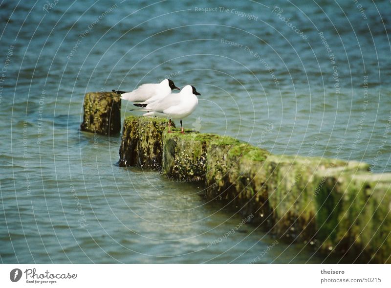 auf der parkbank Meer Vogel Möwe hocken Buhne Sommer Wasser sitzen Ostsee Natur Landschaft
