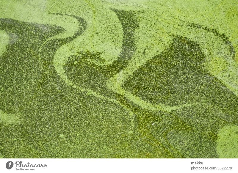 Grüne Farbspiele im See Wasser Algen Algenteppich grün Wasseroberfläche Teich Natur Seeufer Pflanze Wasserspiegelung ruhig Umwelt Pigment Pigmente Partikel