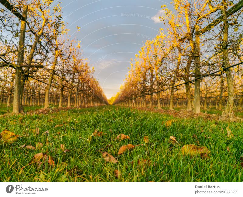 Apfelbaumfelder in den Strahlen der untergehenden Sonne Herbst Hintergrund schön Schönheit hell Farbe farbenfroh Umwelt fallen Laubwerk Wald golden grün