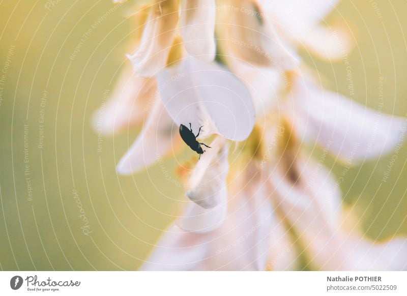 Schwarzes Insekt auf weißer Blüte im Frühling Blume geblümt Natur Pastell Umwelt Biodiversität Saison Schönheit Zerbrechlichkeit Garten Frische