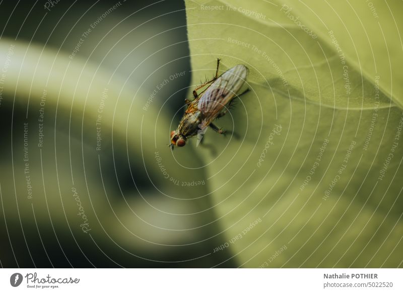 Fliege auf einem Blatt Insekt Natur Frühling Sommer Biodiversität Umwelt Makroaufnahme Außenaufnahme Tier Farbfoto Nahaufnahme Tierporträt grün