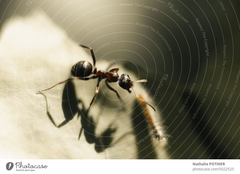 Ameise auf einem Blatt, die eine Raupe fressen will Insekt Tier Makroaufnahme Natur Außenaufnahme Nahaufnahme Blätter Biodiversität Schatten Umwelt