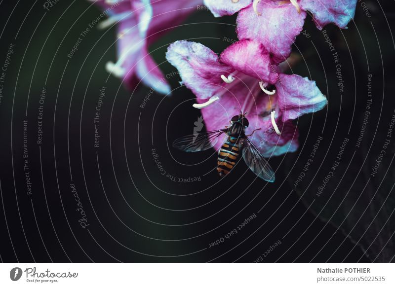 Insekt auf der Suche nach einer rosa Blume Schwebfliege nlack Natur Umwelt Biodiversität Sommer Tier Makroaufnahme Außenaufnahme Biene