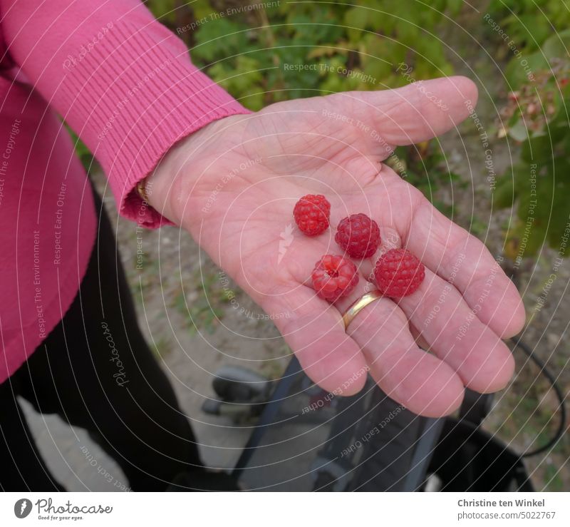 Frische Himbeeren in der Hand einer Seniorin Arthrose Ehering Handfläche zeigen gepflückt geerntet Rollator Pullover Mensch 1 Finger pink Haut