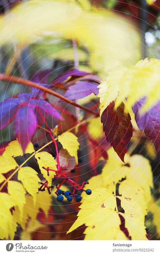 dunkler Herbstlaub mit Beeren verzweigt herbst herbstlich bordeauxrot verrotten dunkelrot gelb Filter gekreuzt Zweige
