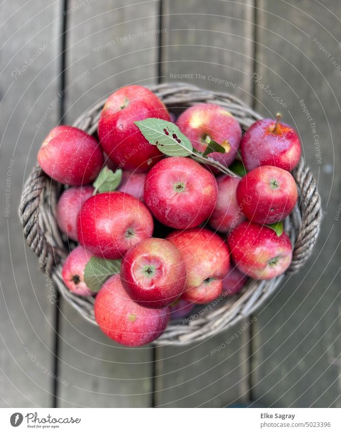 Oktober Apfelernte - Korb vollgefüllt mit Äpfel aus dem Garten frisch grün saftig rot Natur süß lecker Ernährung Vegetarische Ernährung Gesundheit Farbfoto