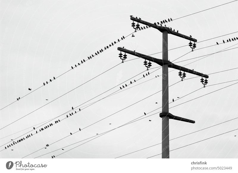 Vögel sitzen auf Hochspannungsmast und Leitungen Vogel Mast Strom strommast Strommast Elektrizität Energiewirtschaft Hochspannungsleitung Oberleitung Industrie