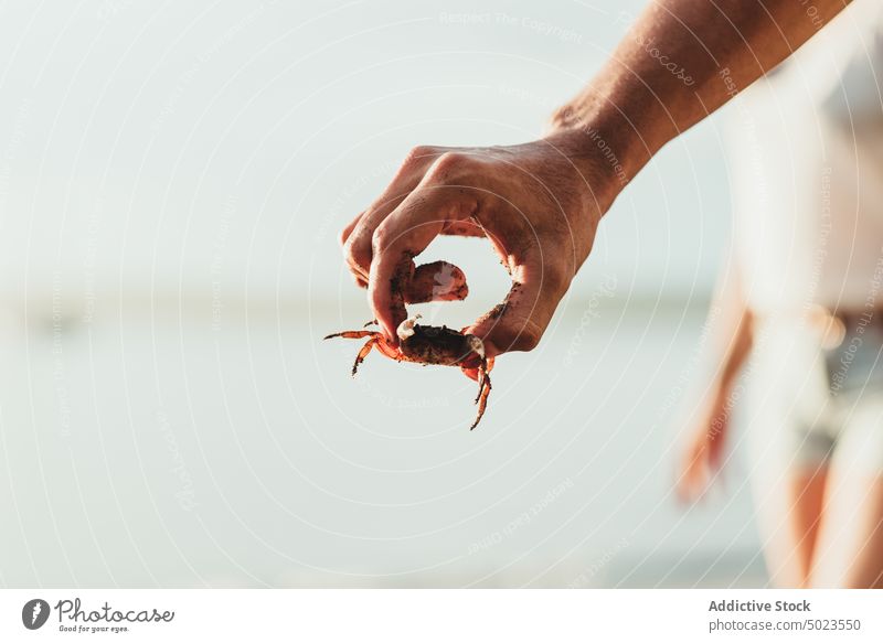 Unbekannter Mann mit Krabbe in der Hand am Strand Sommer MEER Tier Natur Meeresufer Kreatur