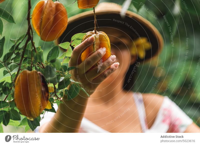 Fröhliche Frau bei der Ernte von Sternfrüchten Karambole Baum Garten Lächeln Gärtner Sommer reif pflücken frisch heiter Frucht Pflanze Glück hispanisch ethnisch