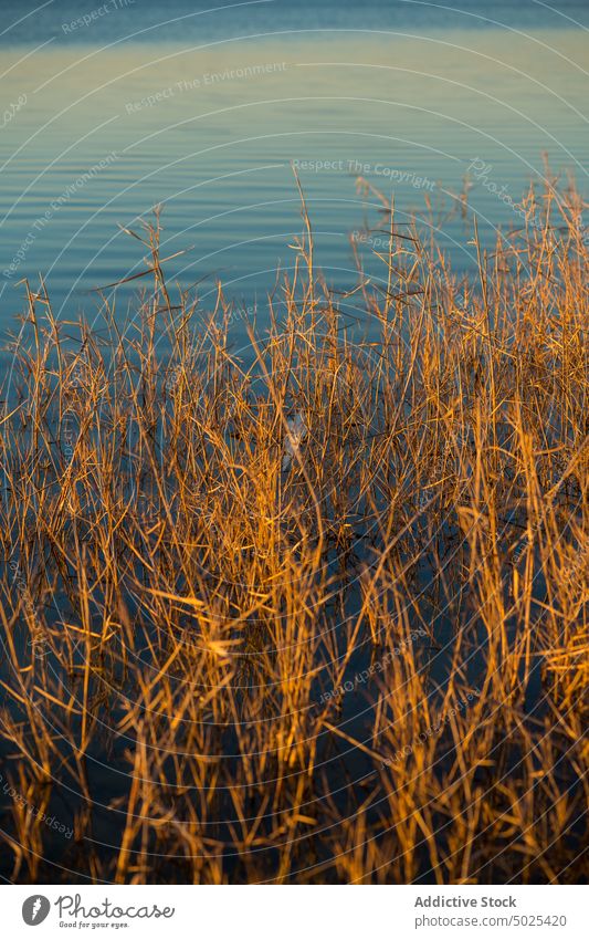 Getrocknete Pflanzen im Fluss Wasser Ufer aqua Natur Wasserseite Flussufer fließen getrocknet Consuegra Spanien Europa Toledo Küste Hafengebiet Rippeln See