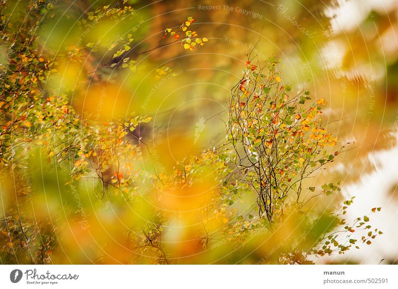 es herbstet Natur Herbst Baum Blatt Birke Birkenblätter herbstlich Herbstfärbung Herbstbeginn natürlich Farbfoto Außenaufnahme Menschenleer Tag Kontrast