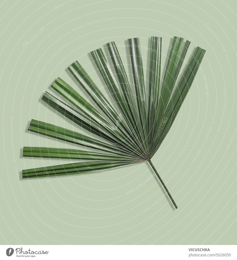 Palmenblatt auf grünem Hintergrund, Ansicht von oben Palmblatt Draufsicht Sommer Design Pflanze Objekt weißer Hintergrund Single Handfläche natürlich Natur