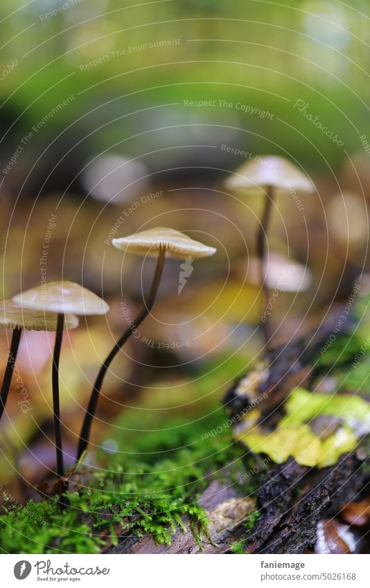 Mal wieder Pilzzeit Pilze Wald Waldboden herbst herbstlich filigran Bokeh klein winzig