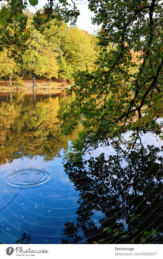 Weiher im Wald weiher sehen Ufer laubbaum herbst Seeufer Sonnenschein Tropfen Grün gelb dunkelblau Herbststimmung herbstlich