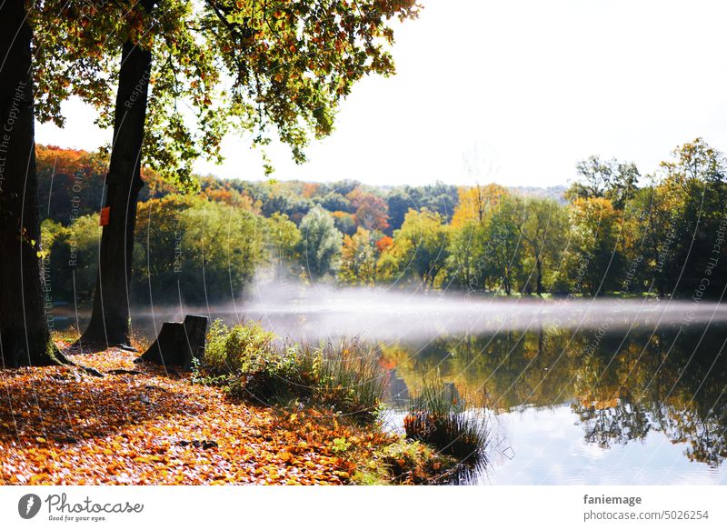 Herbstlandschaft am Weiher herbst herbstlich weiher Herbstfarben warme farben Dunst Nebel aufsteigen Morgens Waldrand baum Bäume Herbstlaub orange Grün Wasser