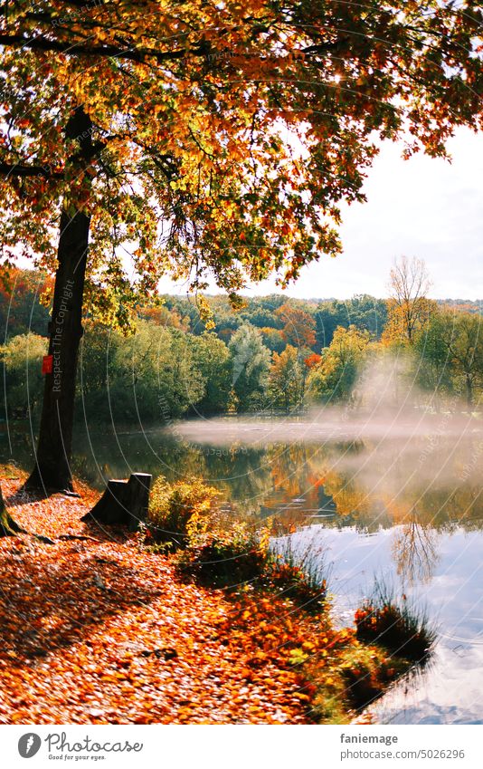 Dunst über'm Netzbachweiher sehen Herbstlaub herbstlandschaft Landschaft Baumstamm Bäume Nebel Ufer wasseroberfläche warme farben baum Herbststimmung Morgens