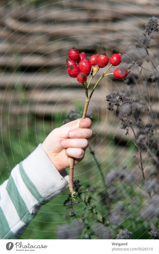 Kind hält Strauch mit Hagebutten reif Ernte Natur rot Frucht Pflanze Sommer Rose Garten Herbst Jahreszeiten natürlich Draußen Ast Hand